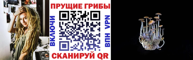 где купить   Пойковский  Галлюциногенные грибы прущие грибы 